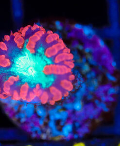 Wysiwyg sm Blastomussa Frag [F144]