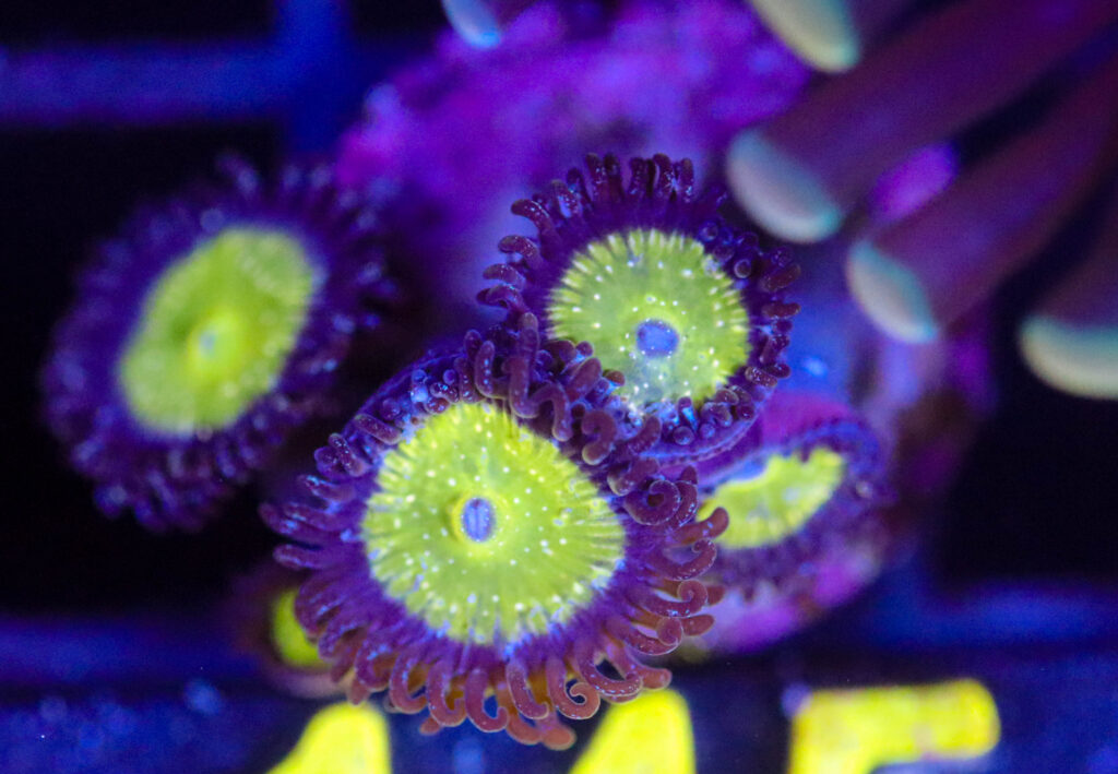 Frag Box Corals