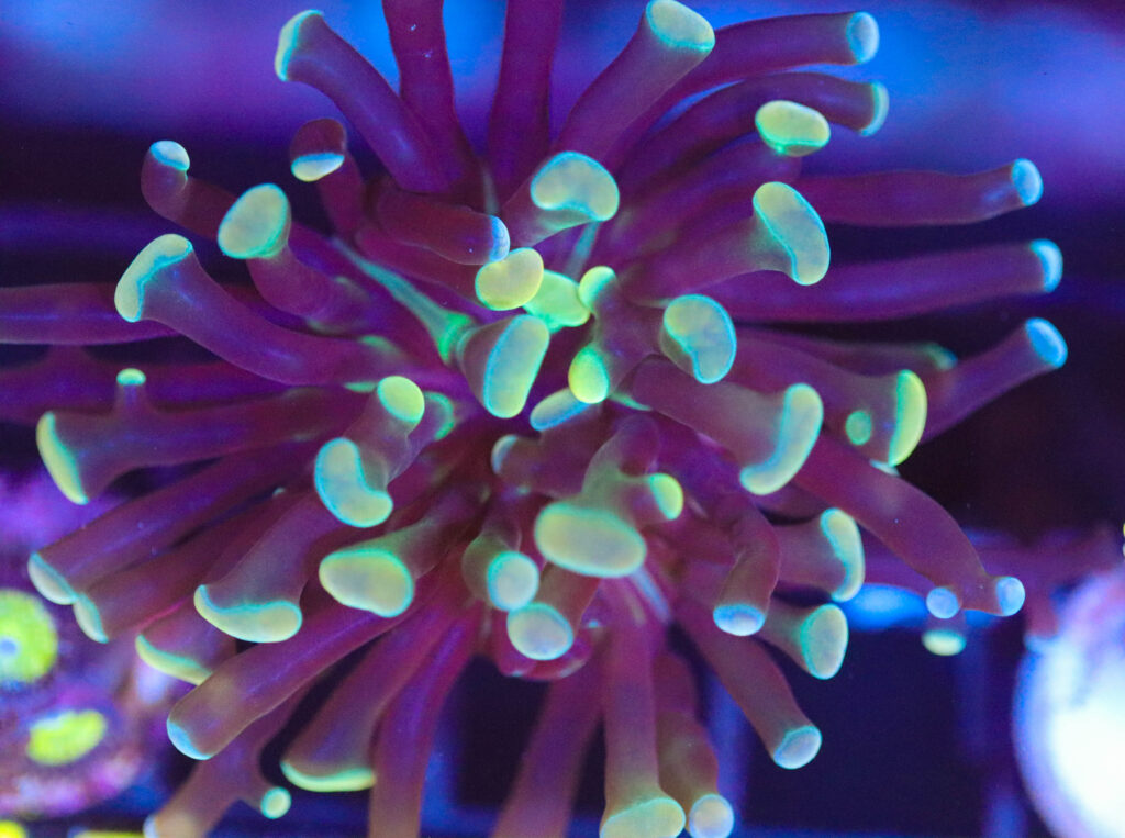 Frag Box Corals