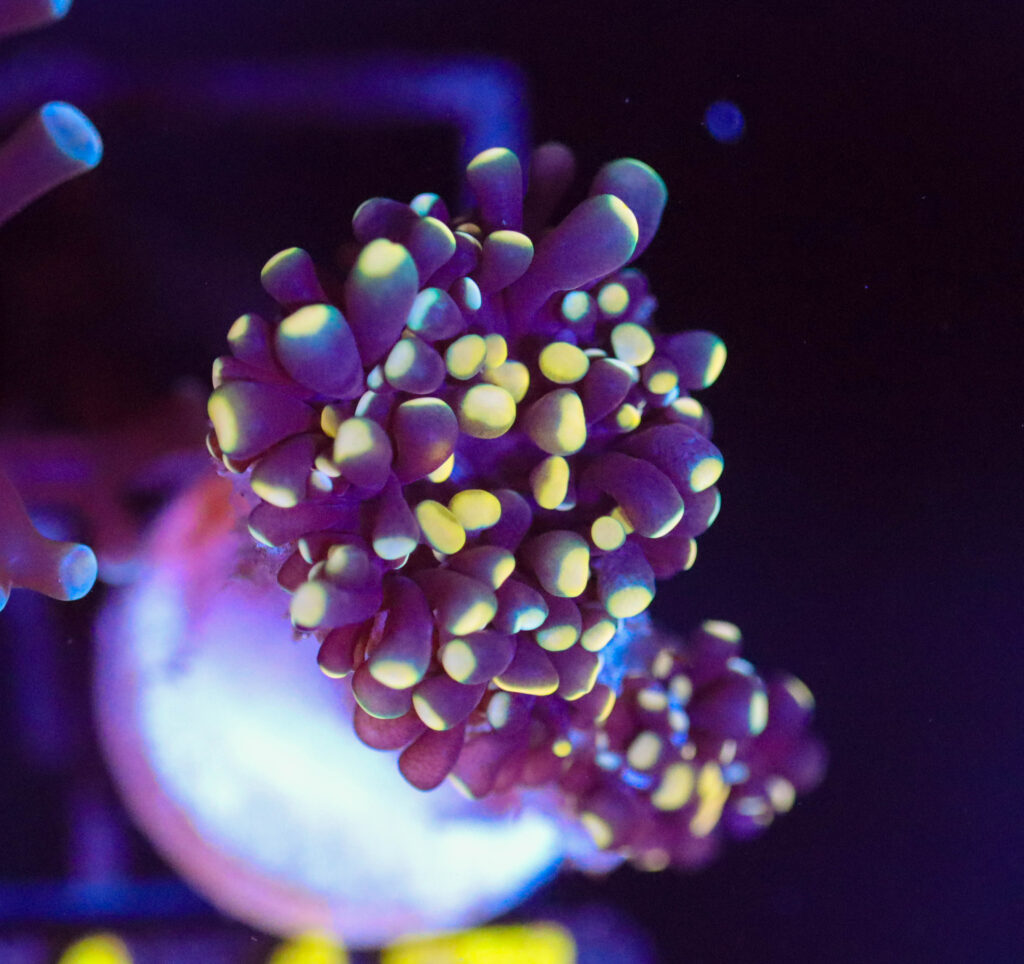 Frag Box Corals