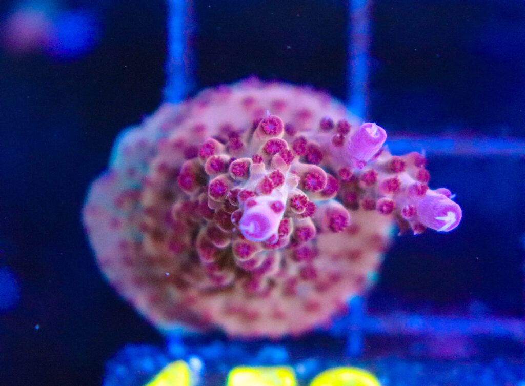 Frag Box Corals