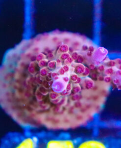 Wysiwyg Acropora Frag [F152]