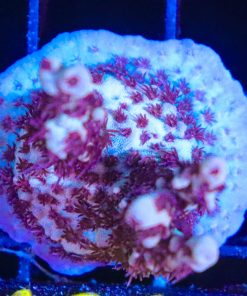 Wysiwyg Red Robin Acropora Frag [F161]