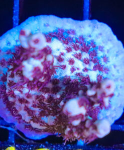 Wysiwyg Red Robin Acropora Frag [F161]