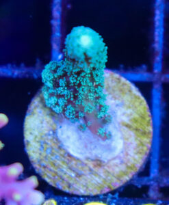 Wysiwyg Small Green Goddess Birdsnest Frag  [F186]