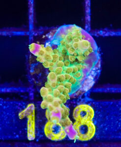 Wysiwyg Reef Raft Rainbow Loom Acropora Frag  [F188]