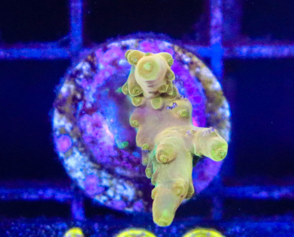 Frag Box Corals