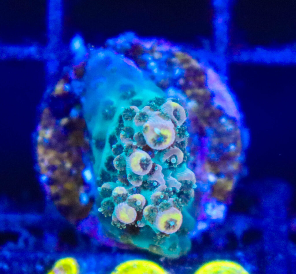 Frag Box Corals