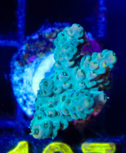 Wysiwyg Acropora Frag  [F197]