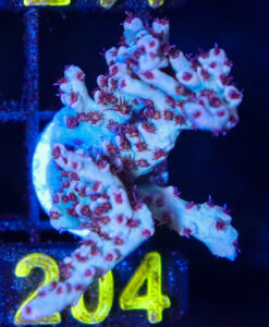 Wysiwyg Acropora Frag[F204]