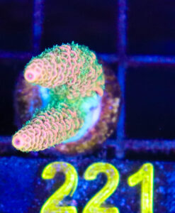 Wysiwyg Acropora Frag [F221]