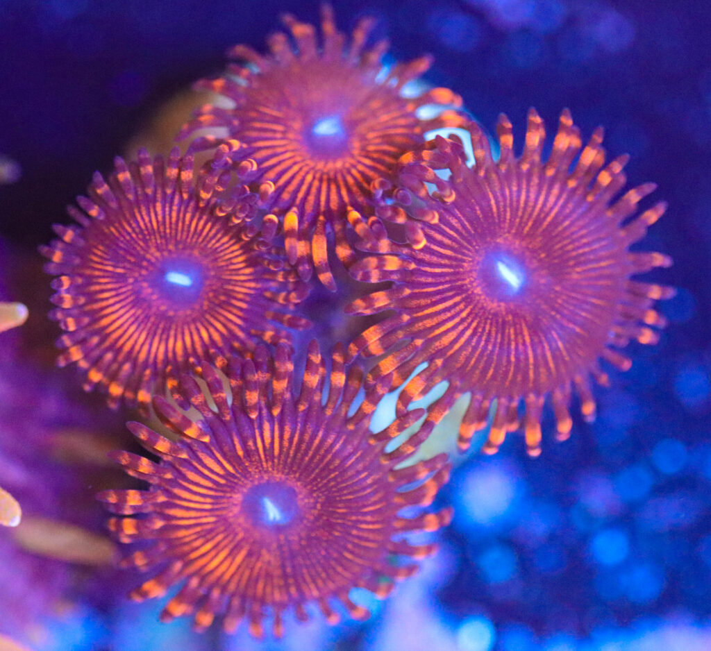 Frag Box Corals