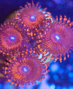 Wysiwyg Zoa Frag [F47]