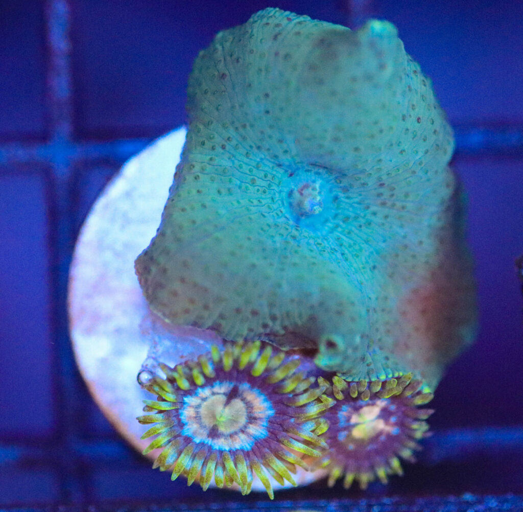 Frag Box Corals