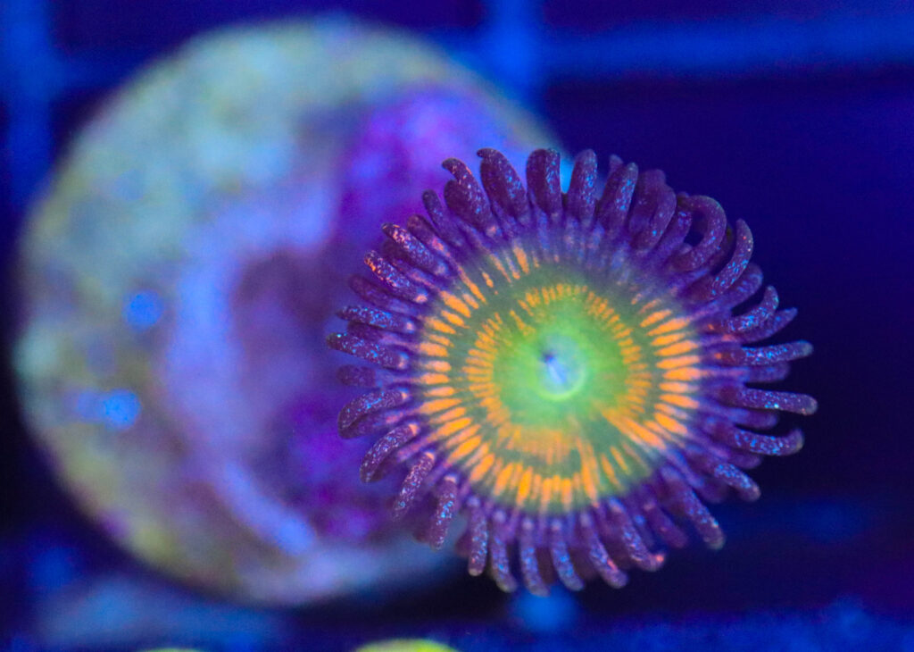 Frag Box Corals