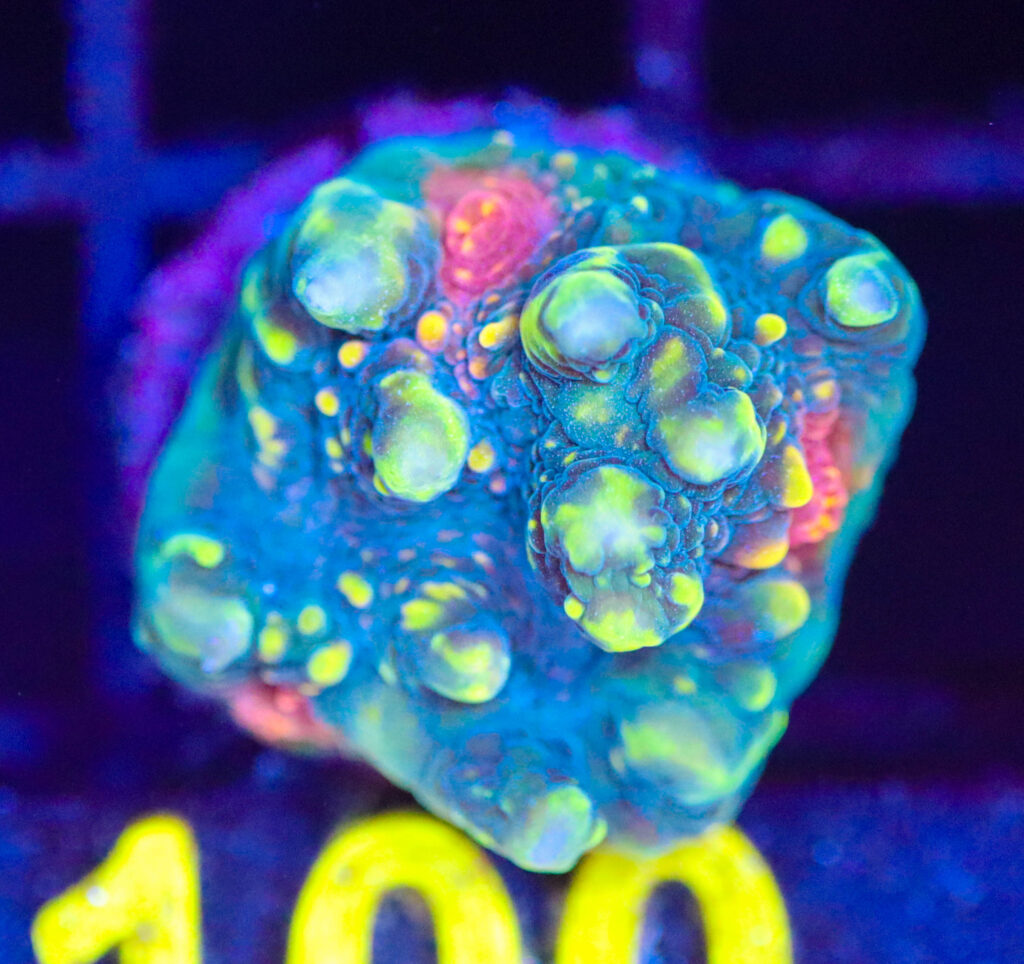 Frag Box Corals