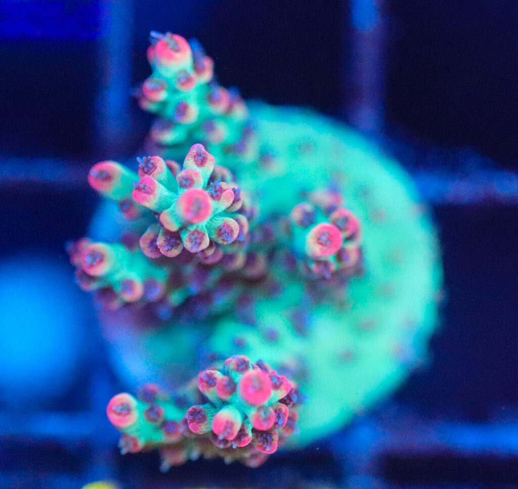 Frag Box Corals