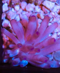 Wysiwyg White Haitan Anemone *small * RARE