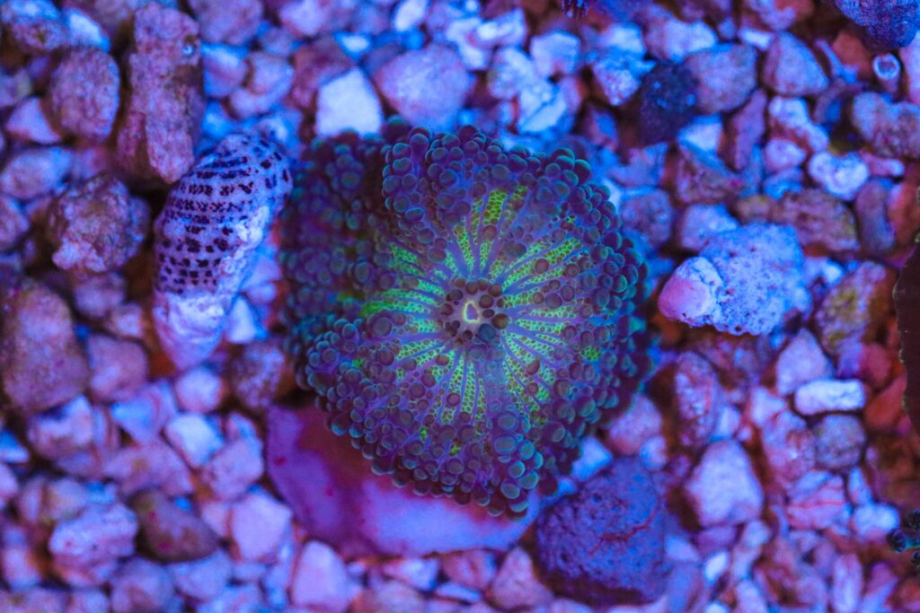 Frag Box Corals