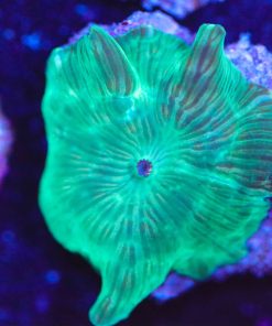 Green Grass Discosoma Mushroom Coral Frag (Row #91)