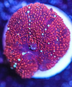 White Stripes Red Mushroom Coral Frag (Row #96)