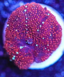 White Stripes Red Mushroom Coral Frag (Row #96)