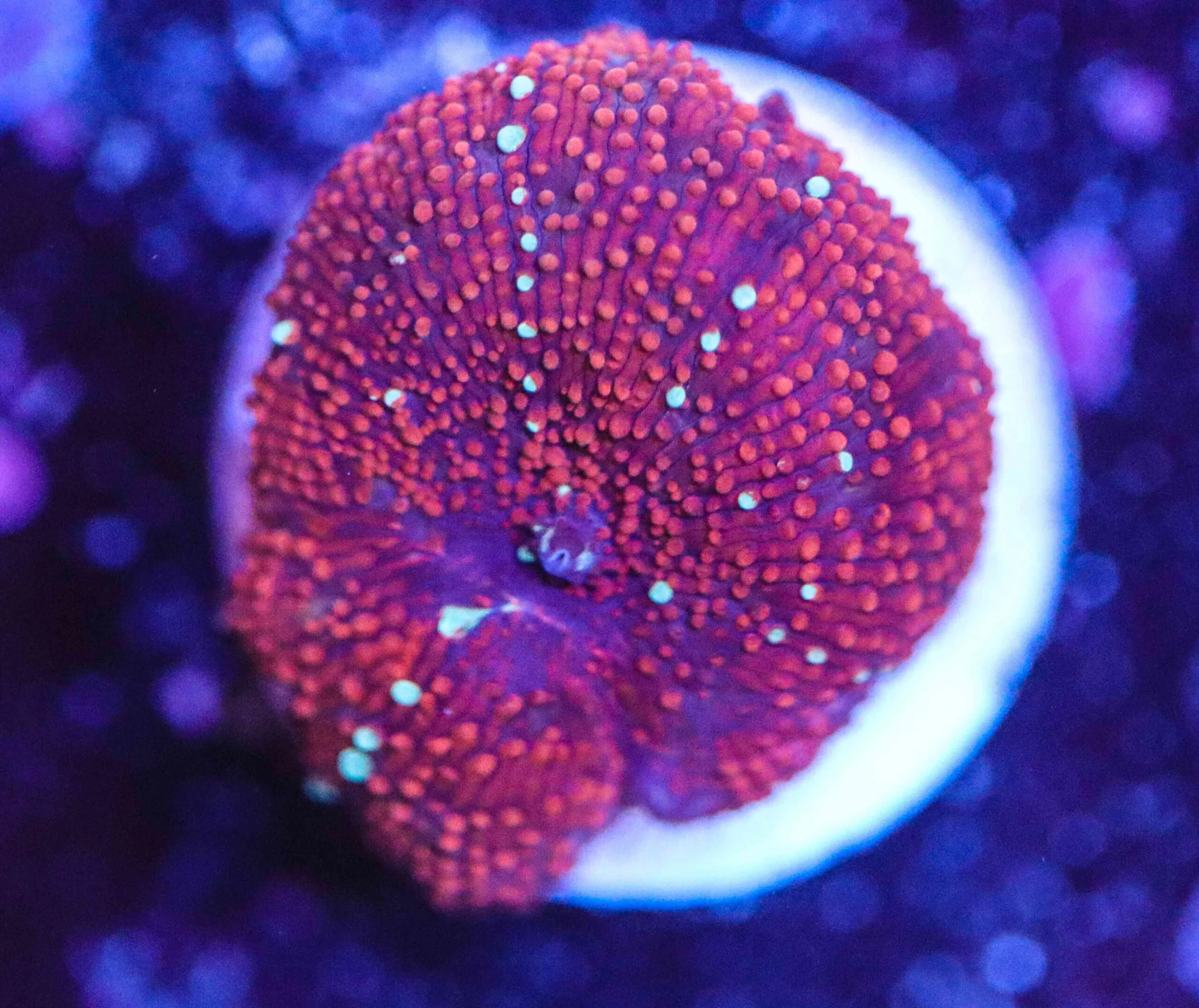 Frag Box Corals