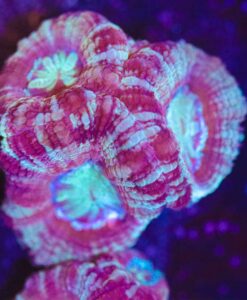 Bicolor Teal Stripe Acan Frag (Row #59:B)