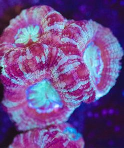 Bicolor Teal Stripe Acan Frag (Row #59:B)