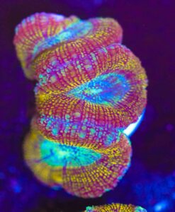 Golden Hour Acan Frag (Row #57:B)