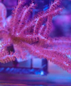XL Whispy Purple Photosynethic Gorgonian Frag (C151)