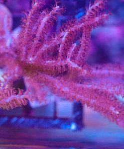 Large Purple Photosynethic Gorgonian
