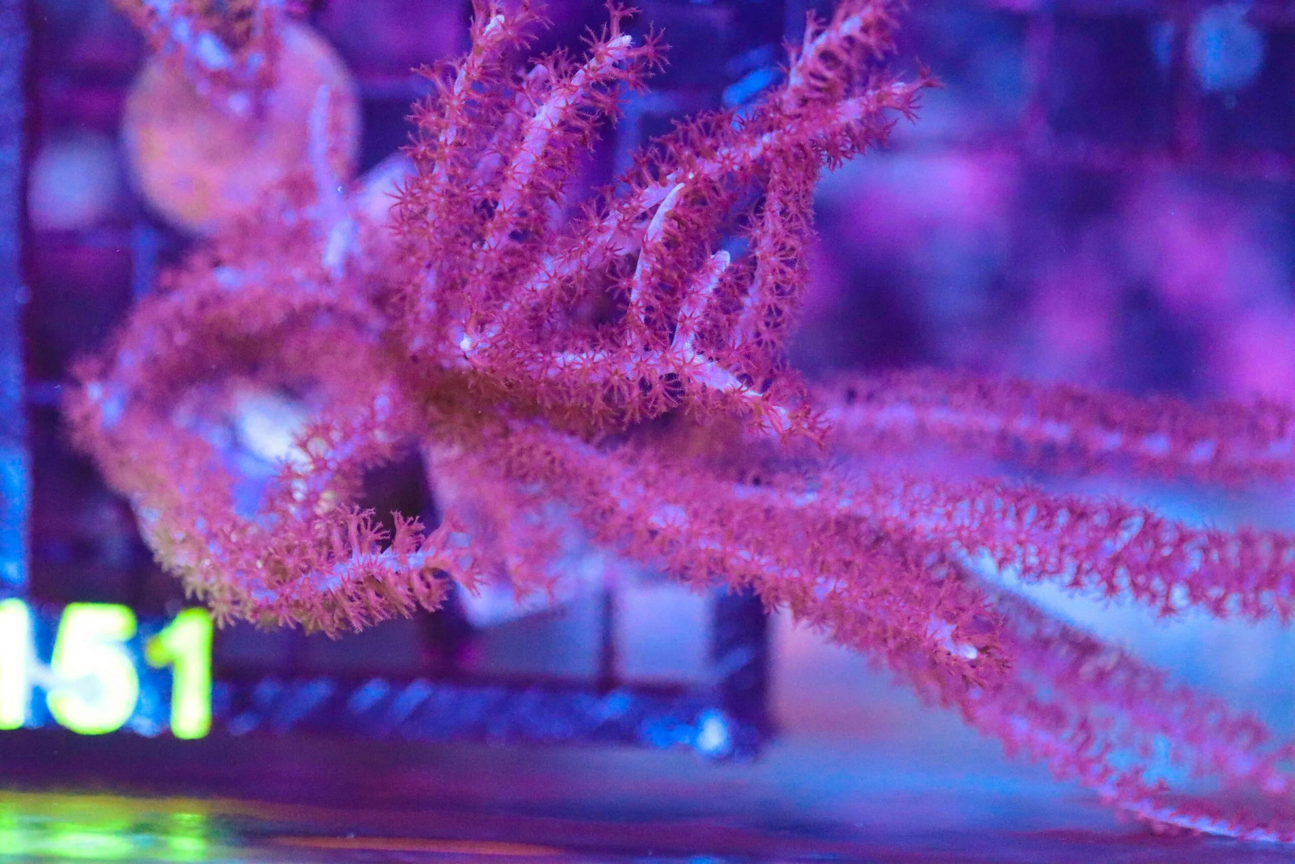 Frag Box Corals