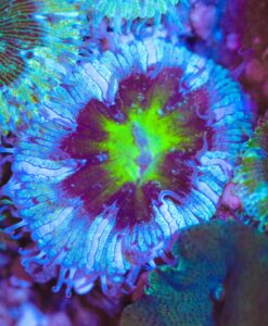 Wysiwyg White / Blue Small Rock Flower Anemone