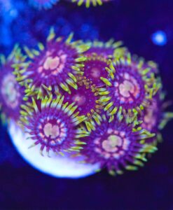 Ninja Star Zoanthid Frag