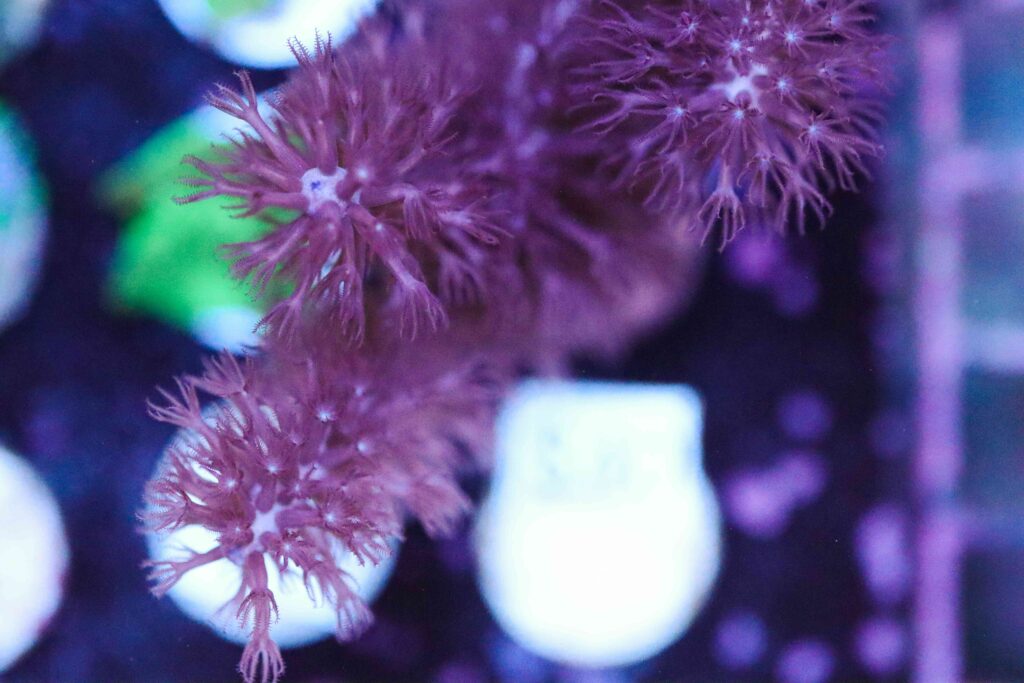 Frag Box Corals