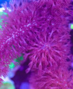 Huge Purple Bottle Brush Photosyetnic Gorgonian  Frag (Row #90)
