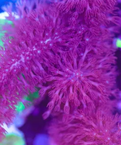Huge Purple Bottle Brush Photosyetnic Gorgonian Frag (Row #19:B)