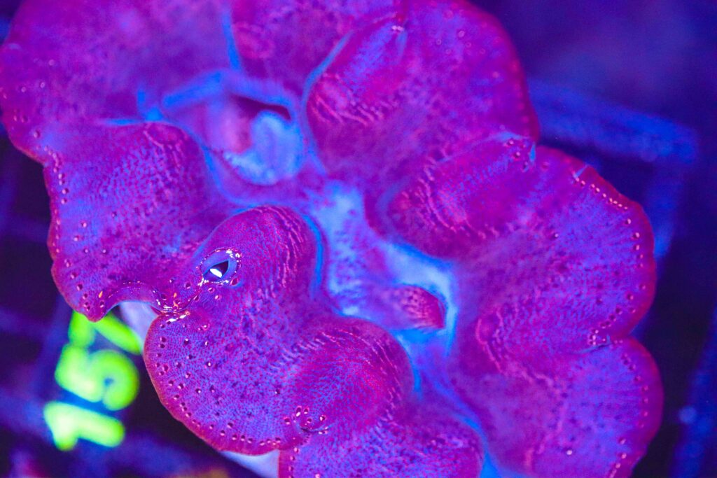 Frag Box Corals