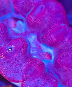 Wysiwyg Massive Show Size Clam  (C156)