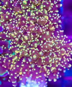 Golden Octospawn Coral (Row #82)