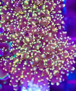 Golden Octospawn Coral (Row #82)