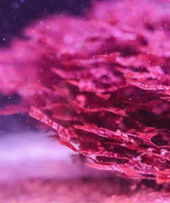 Tabling Red River Macro Algae *rare* new variety