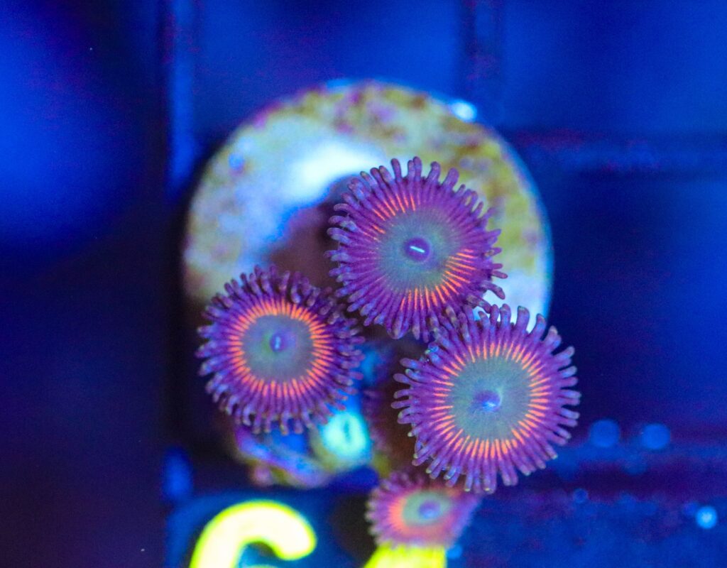 Frag Box Corals