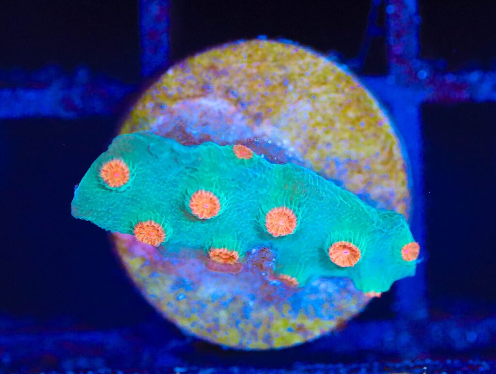 Frag Box Corals