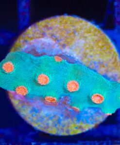 Wysiwyg Meteor Shower Cyphastrea Frag [F102]