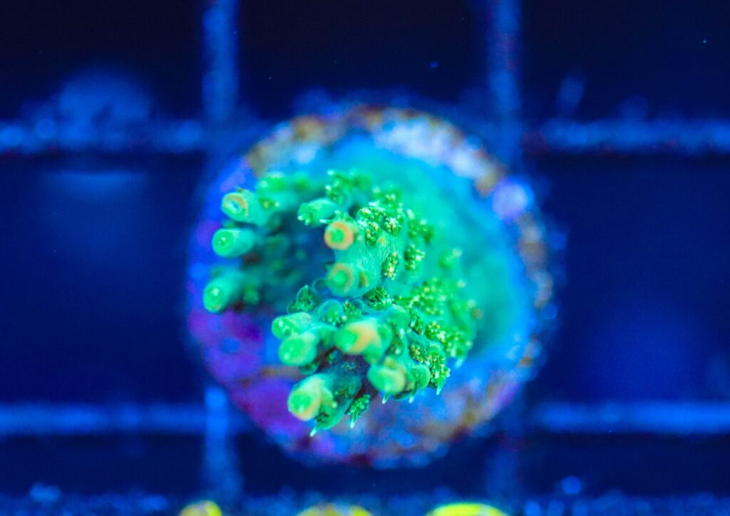 Frag Box Corals