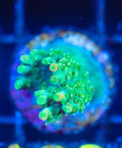 Wysiwyg  Acropora Frag [F162]