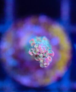 Wysiwyg Acropora Frag [F196]