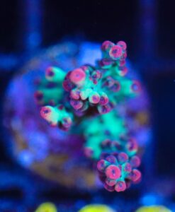 Wysiwyg Strawberry Shortcake Frag [F199]